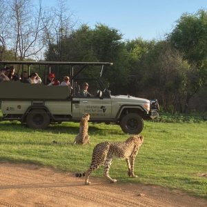 Guided Sunset Game Drive (Afternoon)