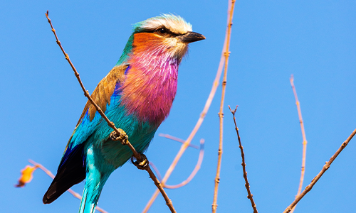 Lilac-Breasted Roller 500x300